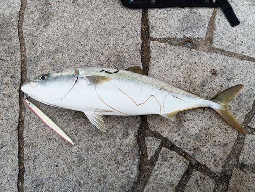 ハマチの釣果