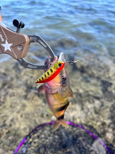 オジサンの釣果