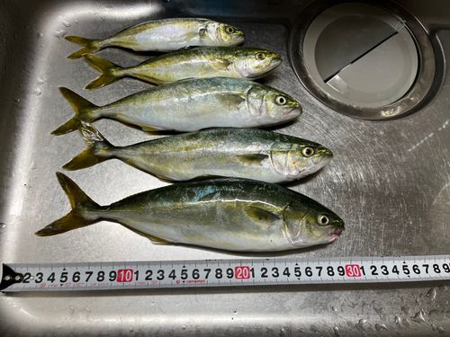 ワカシの釣果