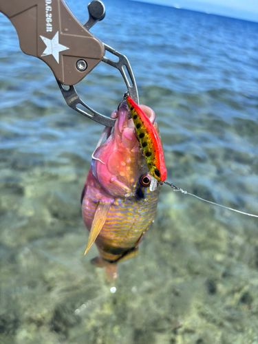 オジサンの釣果