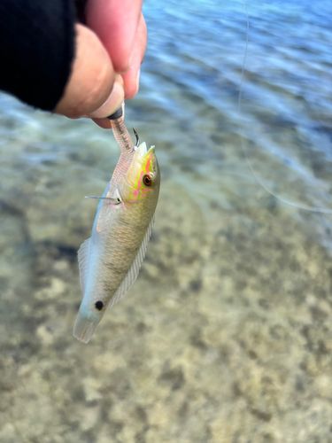 キュウセンの釣果