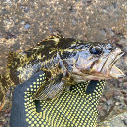 タケノコメバル