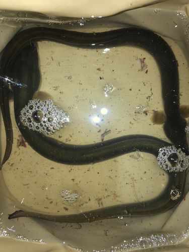 ウナギの釣果