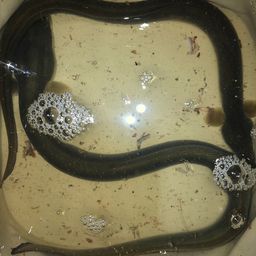 ウナギ