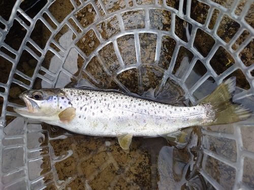 ブラウントラウトの釣果
