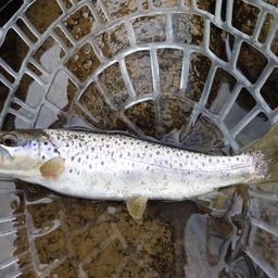 ブラウントラウト