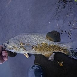 スモールマウスバス