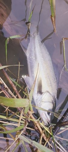 スズキの釣果