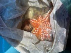 タコの釣果