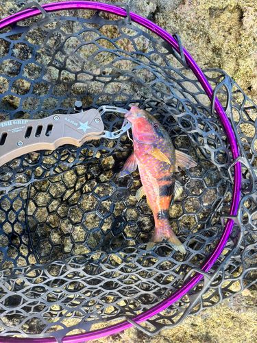 オジサンの釣果