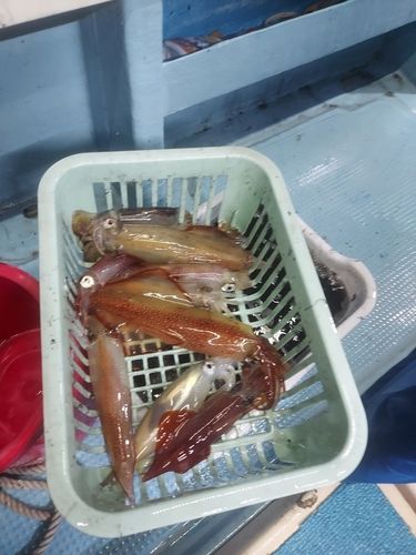 ケンサキイカの釣果
