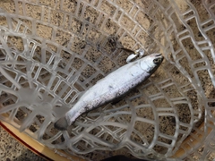 ヤマメの釣果