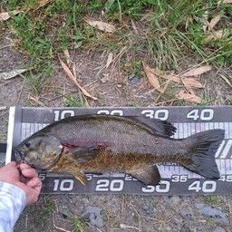 スモールマウスバス