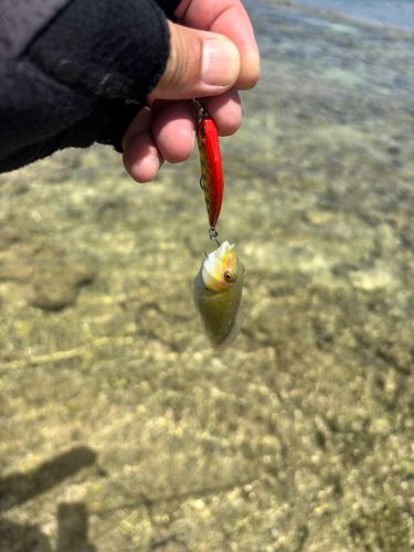 キュウセンの釣果