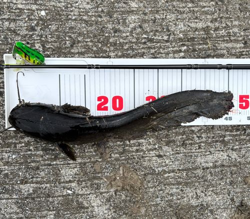 ナマズの釣果