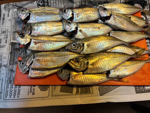 アジの釣果