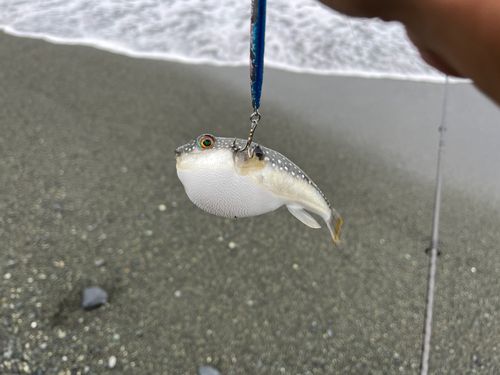 クサフグの釣果