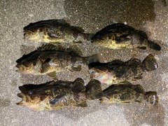 タケノコメバルの釣果