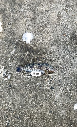 アイナメの釣果