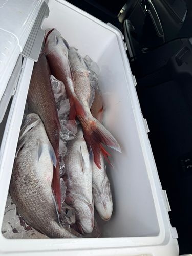 釣果