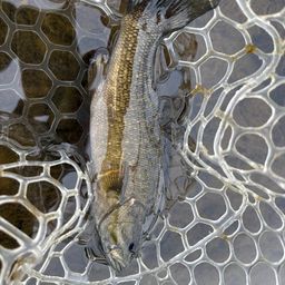 スモールマウスバス