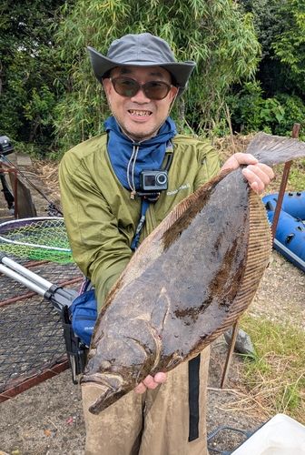 ヒラメの釣果