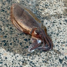 モンゴウイカ