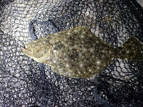 ヒラメの釣果