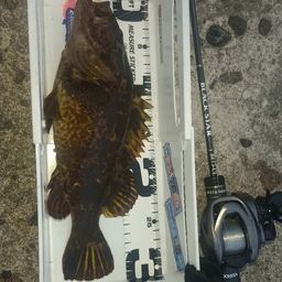 タケノコメバル