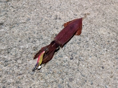 ケンサキイカの釣果