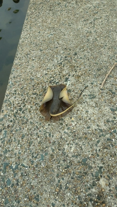 アカエイの釣果