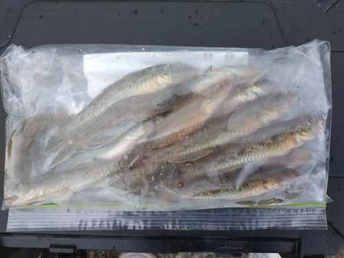 マハゼの釣果