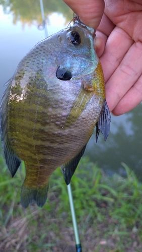 ブルーギルの釣果