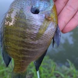 ブルーギル