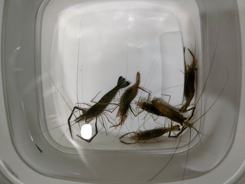 テナガエビの釣果