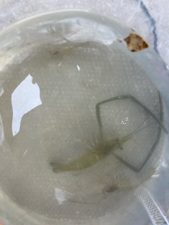 テナガエビの釣果
