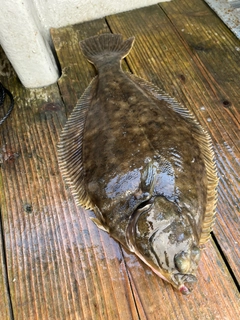 カレイの釣果