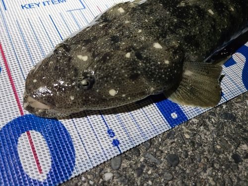 マゴチの釣果