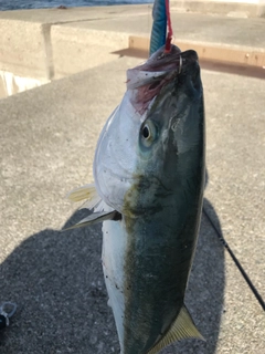 ハマチの釣果