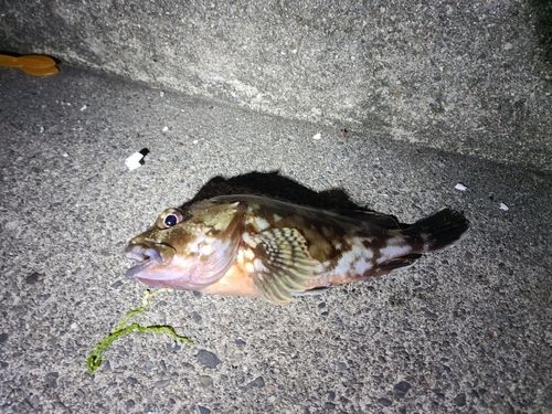 カサゴの釣果