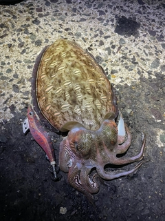 モンゴウイカの釣果