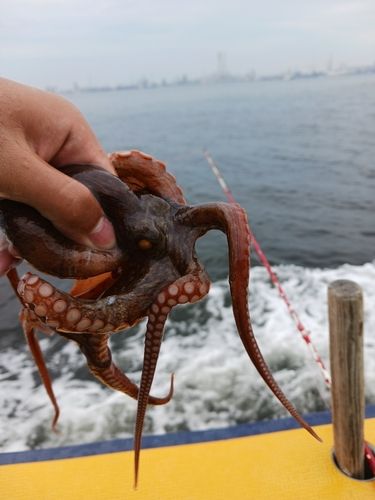 マダコの釣果