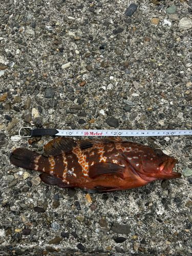アコウの釣果