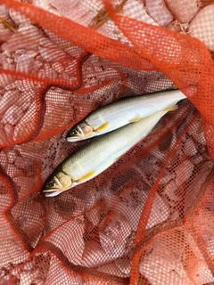 アユの釣果