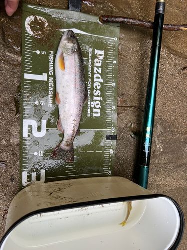 ヤマメの釣果