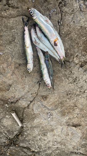 ウルメイワシの釣果