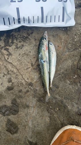 サバの釣果