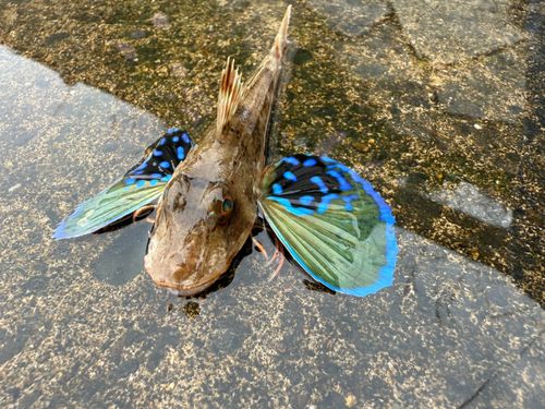 ホウボウの釣果
