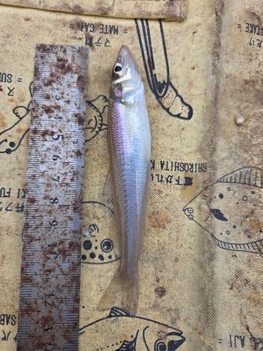 キスの釣果