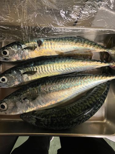 サバの釣果